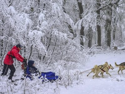 Una opción de turismo para chicos y grandes en Neuquén: el Bosque de los Huskies