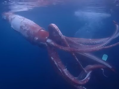 El momento donde una pareja de buceadores japoneses se cruzó con un extraño calamar gigante