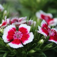 La planta que resiste todo y florece sin pausa: mirá cómo cultivarla en tu jardín