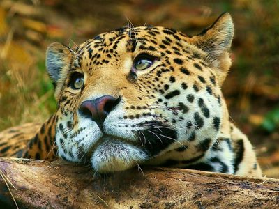 Nacieron dos yaguaretés silvestres después de 70 años de extinción