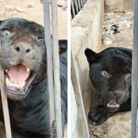 Aseguran al jaguar que arrancó un brazo a una menor en Chihuahua