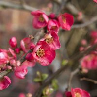 La planta que llena de color tu jardín en invierno con su explosión de flores y que es resistente a las temperaturas extremas