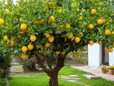 5 abonos caseros para que tu limonero crezca fuerte y rozagante y explote de limones esta temporada
