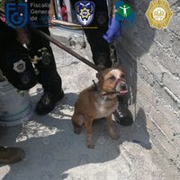 Tenían hacinados y abandonados a 12 perros en dos casas de Iztapalapa; ya fueron rescatados