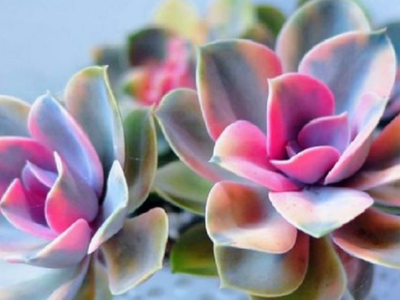 Una planta mágica: conocé a la suculenta Kalanchoe Arcoíris y atraé el equilibrio a tu hogar