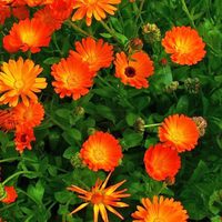La planta que le dará color a tu jardín en primavera y sus flores tienen la forma más exótica