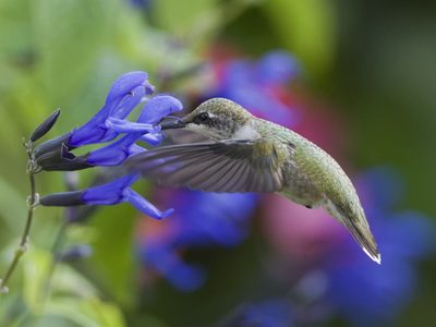 Tomá nota: qué plantas tenés que sembrar si querés un jardín lleno de colibríes en primavera