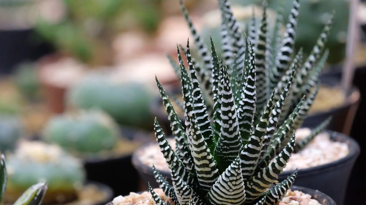Haworthia Attenuata. Fuente: (Instagram)