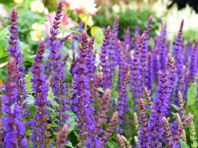 La planta más elegida para decorar jardines en cualquier época del año: fácil de cuidar y con flores hermosas