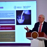 Gobierno de Sheinbaum proyecta producción de semillas para el norte y ganadería para el sur del país