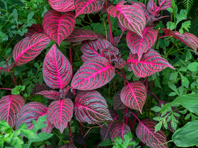 Conocé 3 plantas que no tienen flores pero llenan de color cualquier rincón