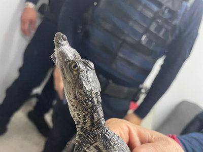 Especialistas resguardan a un pequeño cocodrilo hallado en la Línea B del Metro (Video)
