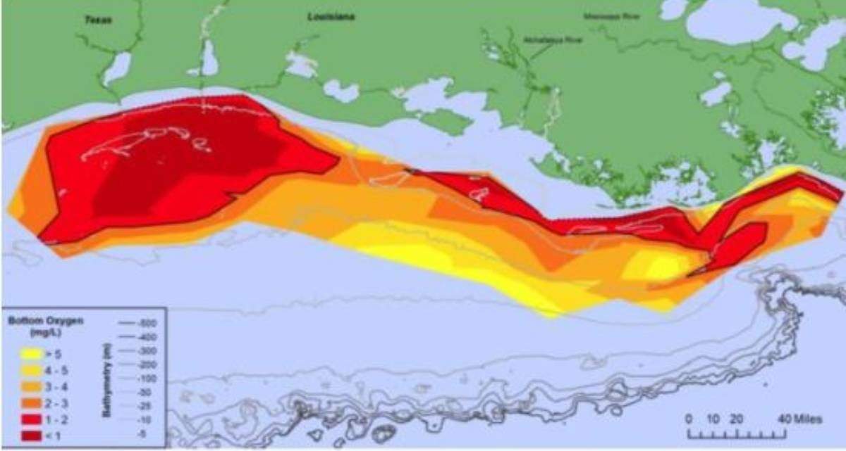 Mapa de la zona de hipoxia medida del Golfo, del 25 al 31 de julio de 2021