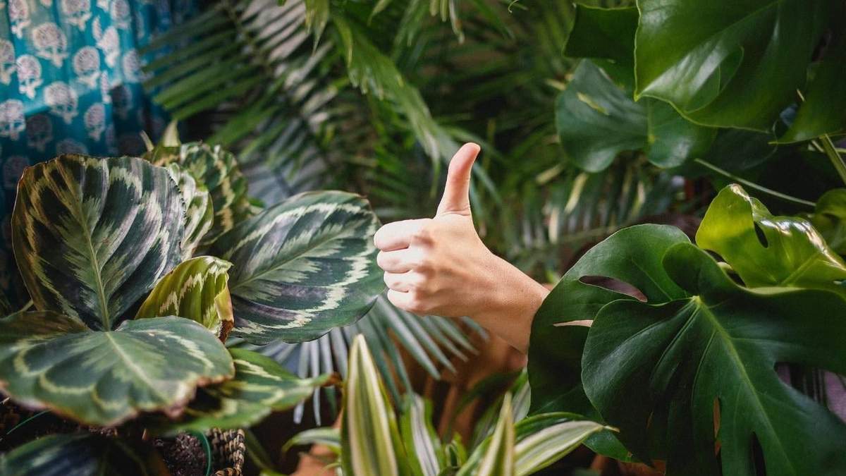 La ciencia recomienda tener plantas. Fuente: (Instagram)