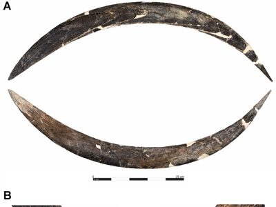 El bumerán de 40.000 años que abre miles de incógnitas