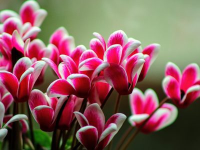 Ideal para otoño: la hermosa planta que necesita del frío para llenarse de flores y estar rozagante