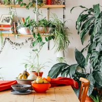 4 consejos claves para que tus plantas soporten los días más helados del otoño invierno