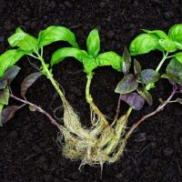Este alimento que tenés siempre en la alacena puede ayudarte a lograr raíces más fuertes y sanas en tus plantas