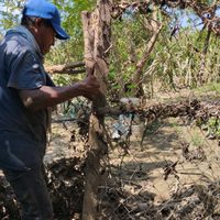 Cosechas de Cacahuatepec se perdieron tras el paso del huracán Otis