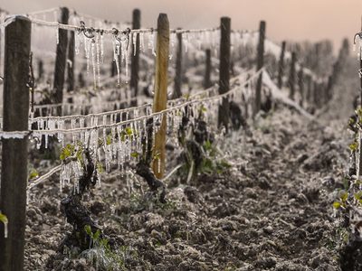 Ofrecen herramientas de financiamiento a productores afectados por heladas tardías en 11 provincias