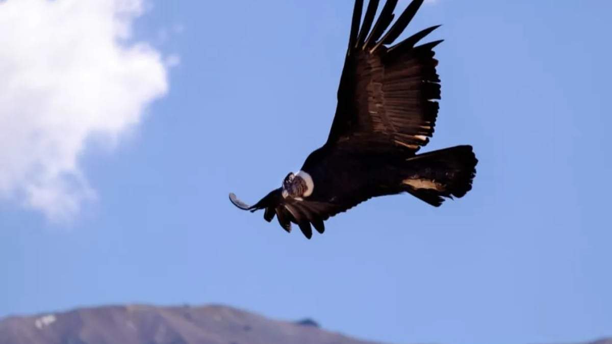 Se realizará un censo de condor andino Fuente: (Neuquén Informa)