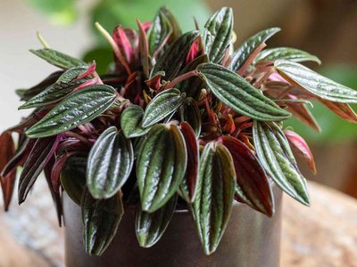 No solo decora: la planta que reduce el estrés, purifica el aire y sobrevive con muy pocos cuidados