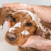 Los shampoos para perros valen fortuna: así podés preparar uno en casa, natural y con rico olor
