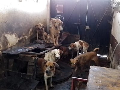 Detienen a 46 personas y rescatan a 222 perros maltratados en un año en el Edomex
