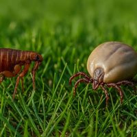 No gastes una fortuna: la fórmula casera y natural que elimina pulgas y garrapatas en tus mascotas