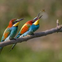 No es el hornero: el ave que pierde el pico para construir su nido y se luce cazando insectos mientras vuela