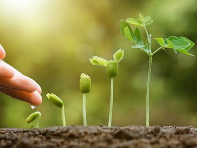 Sin químicos ni fertilizantes: el secreto de los jardineros para que las plantas de tu huerto crezcan súper rápido