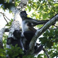 La selva de Calakmul, el nuevo foco rojo del Tren Maya