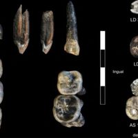 Nueva especie de ancestro humano revelada en Etiopía