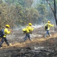 Oaxaca acumuló 111 incendios que han consumido más de 6 mil hectáreas: Conafor