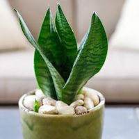 Suculentas: cuál es el remedio casero infalible para que crezca saludable la lengua de suegra