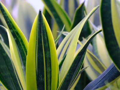 Por qué nunca tenés que tirar las hojas feas y amarillentas de tu sansevieria
