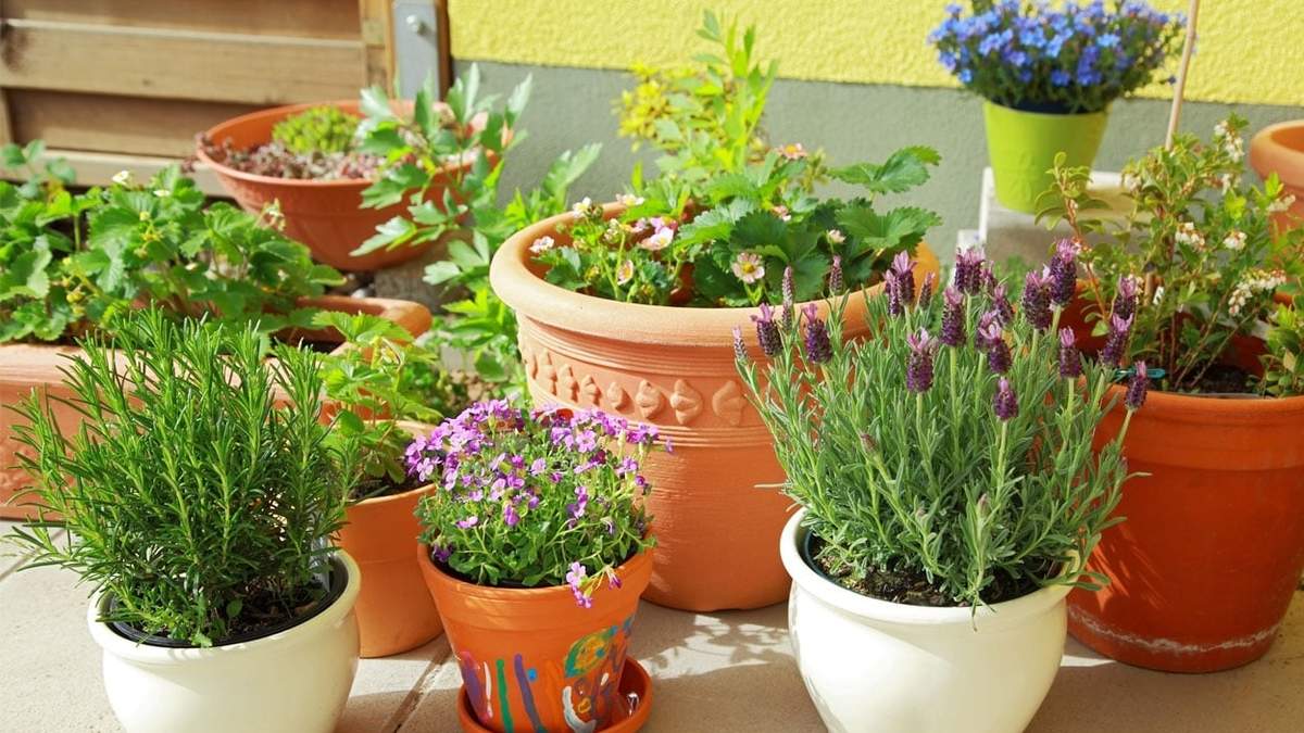 Plantas. Fuente:(X).