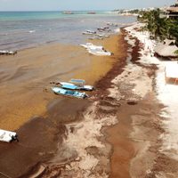 Llueven a AMLO reclamos por sargazo en QR; el minimiza problemática: "No considero que sea gravísimo"