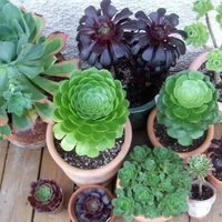 La planta que no necesitas regar demasiado y es perfecta para decorar lugares con poco espacio