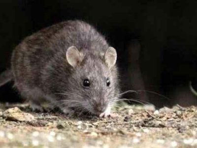 Prevención: luego de confirmarse un caso de hantavirus, 22 personas deberán aislarse por 45 días