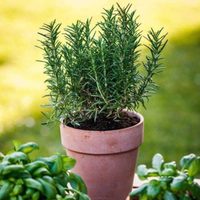 El truco de los viveristas para reproducir de forma muy fácil tu planta de Romero
