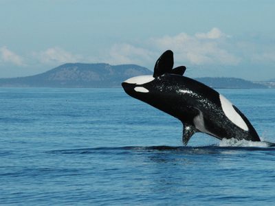 Video: así fue la increíble persecución de una orca a una embarcación en México