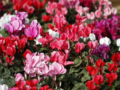 Cinco plantas tóxicas para las mascotas