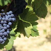 Bodega familiar de Cinco Saltos: viñas y turismo