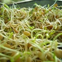 Nutritivos y muy fáciles de combinar: qué son los germinados y por qué deberías sumarlos a tu alimentación