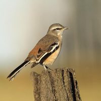 Curiosidades de la Calandria Real: el ave caminadora que se destaca por su canto y que puede imitar a otras aves
