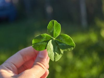 Realizá este poderoso ritual con esta planta para atraer la buena suerte a tu casa o negocio