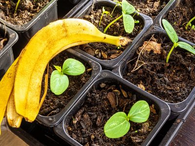 No tires nunca más las cáscaras de banana y utilízalas para tus plantas de esta forma