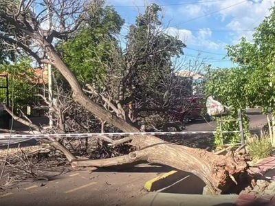 La furia del viento: un árbol cayó y quedó la calle cortada en Guaymallén