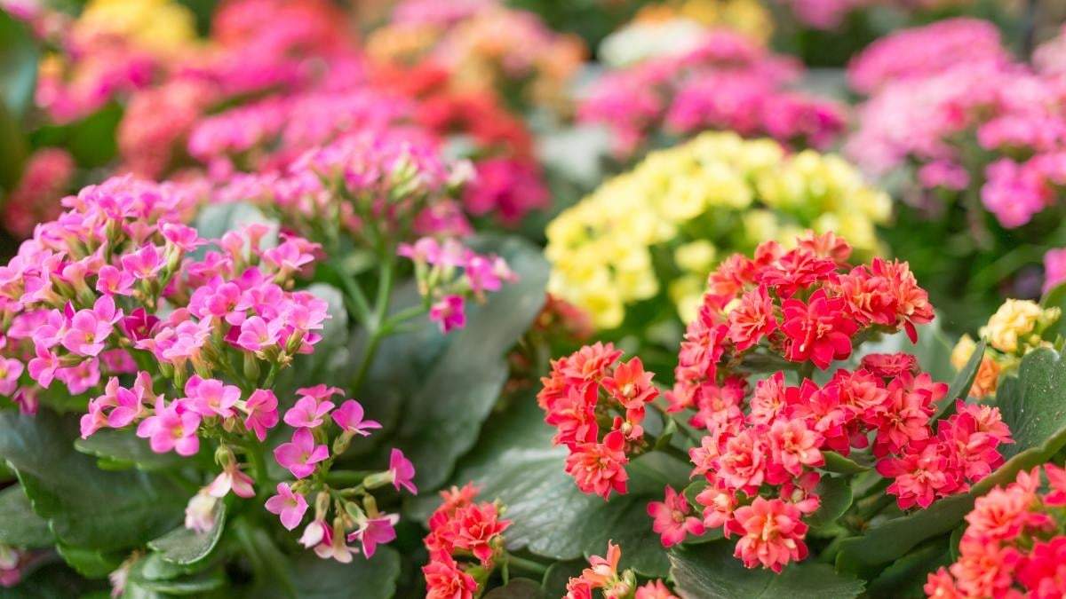 Plantas. Fuente: (Getty Images/iStockphoto)
